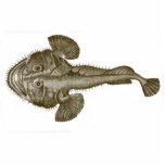 Photo Sculpture POISSONS de DIABLE de MER - dessous de verre<br><div class="desc">POISSONS de DIABLE de MER - un des poissons les plus effrayants dans l'océan. C'est un poisson qui mérite d'être éteint. Imagine pêchant et tirant dans cette beauté. Cette image vient d'une copie antique véritable environ de 1800.  Un autre produit fin d'Ann T. Quarina Designs.</div>
