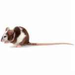 Photo Sculpture rat d'animal familier<br><div class="desc">Pour tous les vous qui aiment des rats d'animal familier,  comme moi….</div>