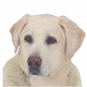 Photo Sculpture Reggie