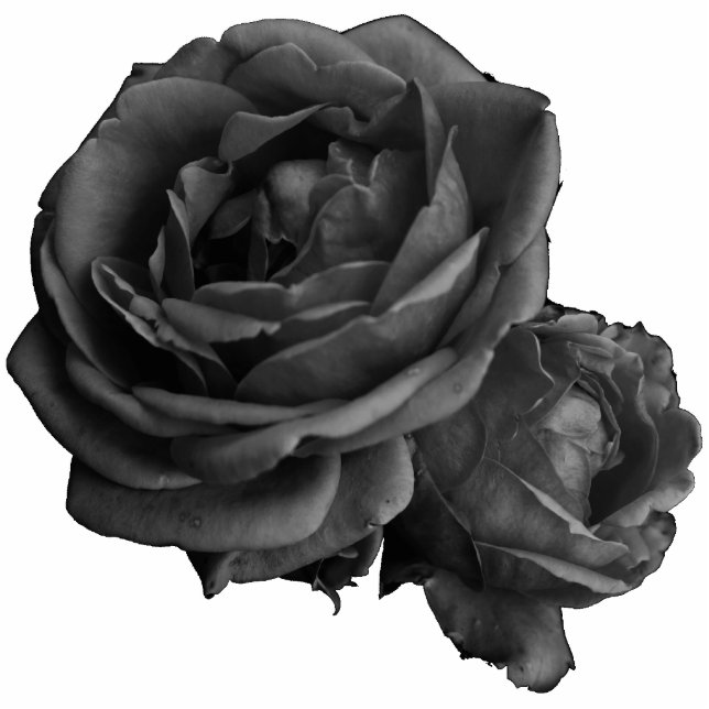 Photo Sculpture Rose gothique noir (Devant)