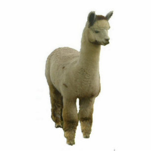 Photo Sculpture Rose Grey Alpaca
