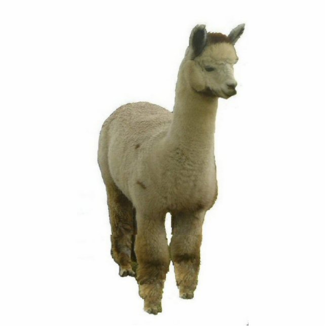 Photo Sculpture Rose Grey Alpaca (Devant)