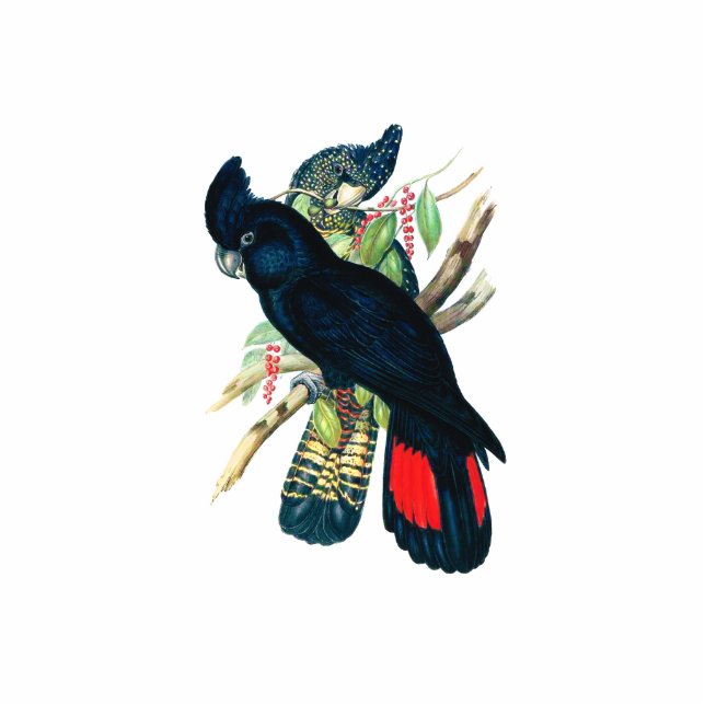 Photo Sculpture Rouge coupé la queue, Cockatoos. noirs (de (Devant)