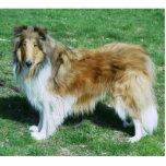 Photo Sculpture Sable Rough Collie<br><div class="desc">Photo sculpture de Rough collie - sable</div>