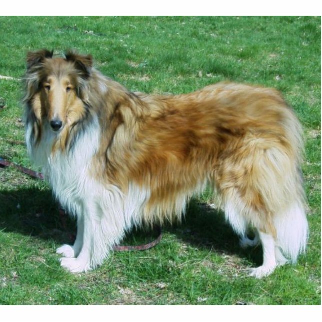 Photo Sculpture Sable Rough Collie (Devant)