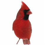 Photo Sculpture Sculpture acrylique cardinale<br><div class="desc">Cette sculpture en acrylique comporte un cardinal du nord rouge brillant. Cette créature d'écarlate avec son masque noir est vraiment le roi des oiseaux de jardin !</div>
