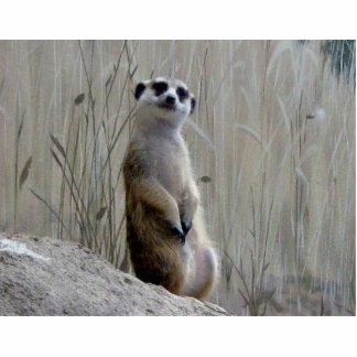 Photo Sculpture Sculpture adorable en photo de meerkat
