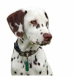 Photo Sculpture Sculpture dalmatienne en photo de chiot, idée de<br><div class="desc">Sculpture dalmatienne en photo de chiot repérée par foie mignon.  grande idée de cadeau pour des amoureux de les chiens,  enfants,  enfants</div>