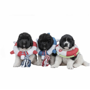 Photo Sculpture Sculpture en bébé de l'eau de Newfoundlands d'ours