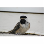 Photo Sculpture Sculpture en chickadee couverte par noir<br><div class="desc">Le premier vol du chickadee couvert par noir</div>