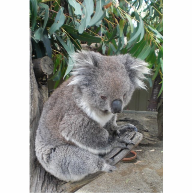 Photo Sculpture Sculpture en koala (Devant)