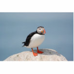 Photo Sculpture Sculpture en macareux<br><div class="desc">Macareux atlantique</div>