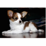 Photo Sculpture Sculpture en photo de chiot de Papillon<br><div class="desc">Chiot de Papillon dans le repos à Anchorage.</div>