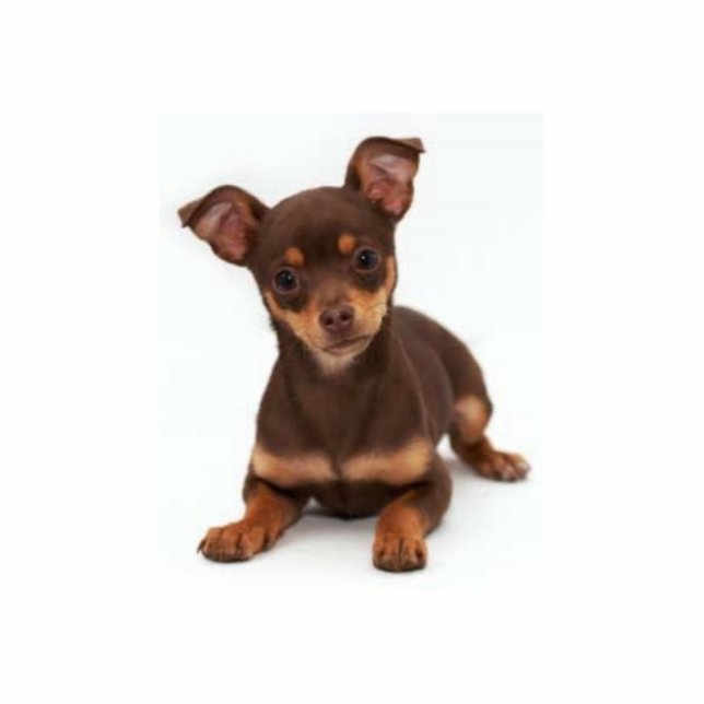 Photo Sculpture Sculpture en photo de chiwawa (Devant)