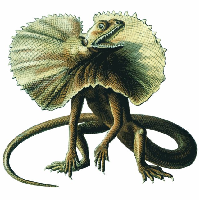 Photo Sculpture Sculpture en photo de lézard de Jésus (Devant)