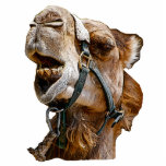 Photo Sculpture Sculpture en photo d'image de chameau<br><div class="desc">Obtenez un photosculpture d'image de chameau et ayez votre animal préféré avec vous à la maison ou travaillez.</div>