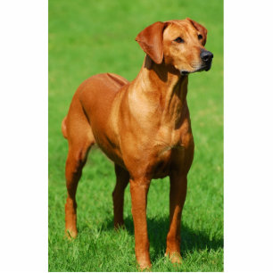 Photo Sculpture Sculpture en Rhodesian Ridgeback