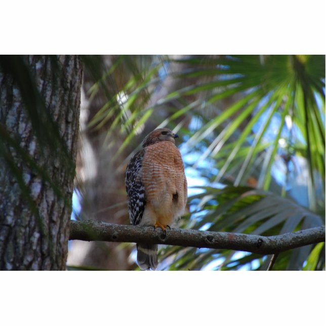 Photo Sculpture Sculpture épaulée rouge en faucon (Devant)