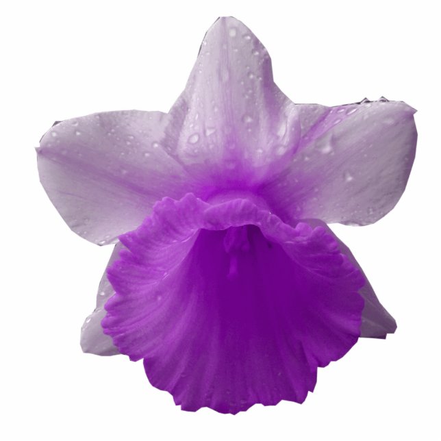 Photo Sculpture Sculpture photo Daffodil Purple (Devant)