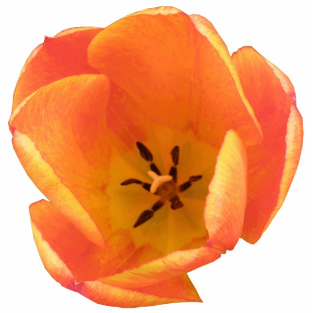 Photo Sculpture Sculpture photo Orange Tulip (Devant)