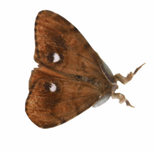 Photo Sculpture Sculpture photo Vapourer Moth