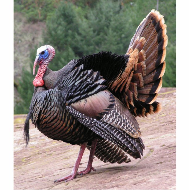 Photo Sculpture Sculpture sauvage en photo de la Turquie (Devant)