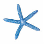 Photo Sculpture Starfish bleu<br><div class="desc">A single blue starfish on a white background</div>