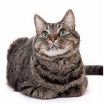 Photo Sculpture Tabby Gris<br><div class="desc">Adorable gray tabby cat sitting down, looking up on a white background</div>