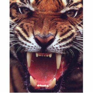 Photo Sculpture tigre fâché coupé