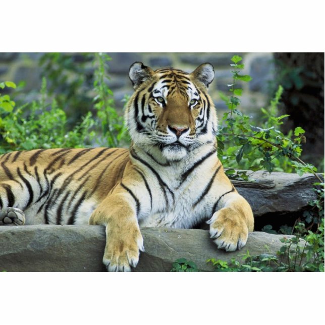 Photo Sculpture Tigre, sibérien (Devant)