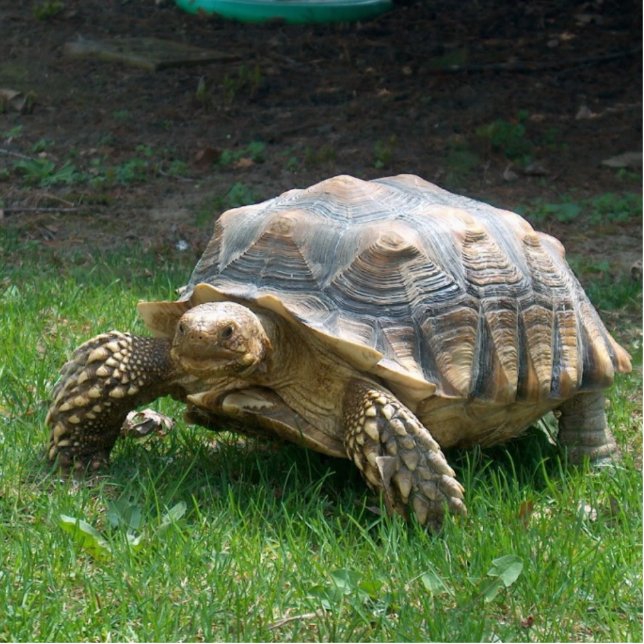 Photo Sculpture Tortues de Sulcata (Devant)
