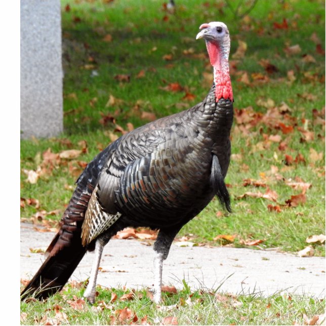 Photo Sculpture Turquie sauvage (Devant)