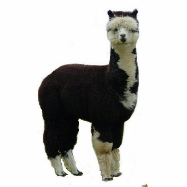 Photo Sculpture Tuxedo Alpaca (Devant)