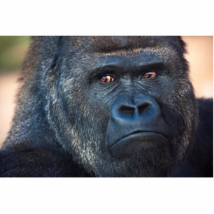 Photo Sculpture Visage sévère de gorille