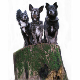Photo Sculpture Voici les chiens sur un rondin