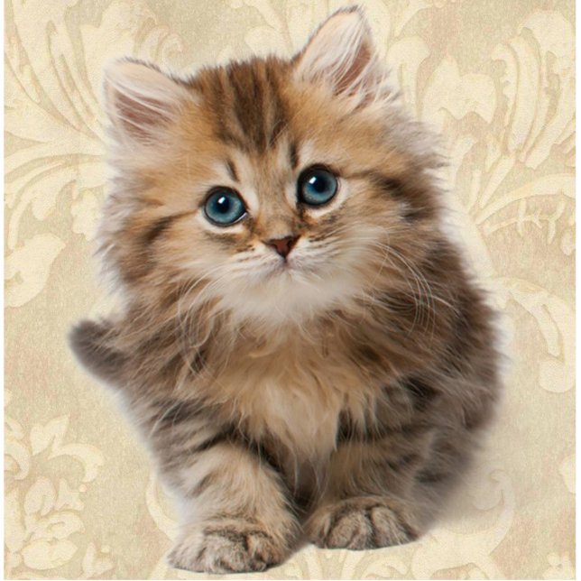 Photo Sculpture VOTRE cadeau de chat de chaton d'animal familier (Devant)