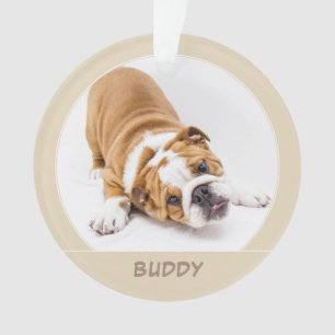 Photo simple Chien Chien Chien Chien Chien Chien