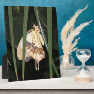 Photo Superbe Plaque Moth