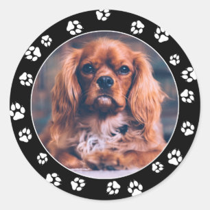 Photo sur Instagram des chiots Stickers Empreintes