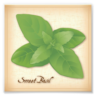 Photo Sweet Basil Herb