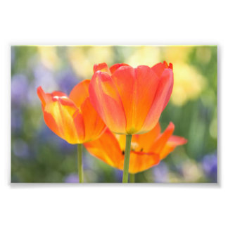 photo - taille 4x6 - tulipes (orange)