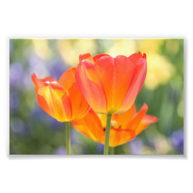 photo - taille 4x6 - tulipes (orange) (Devant)