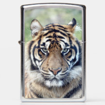 Photo tiger, animaux 0367.