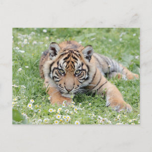 Photo tiger, animaux . carte postale