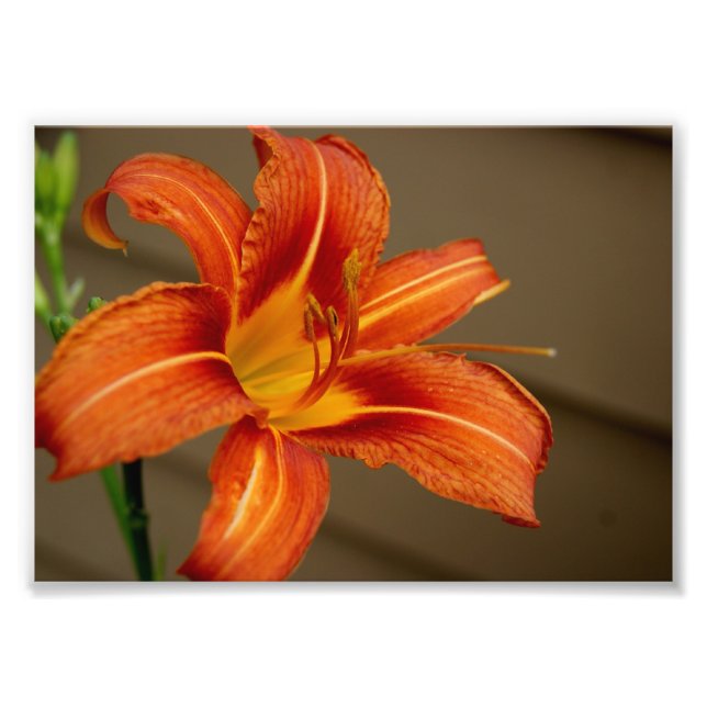 Photo Tiger Lily 5x7 Impression photographique (Devant)