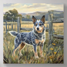 Bouvier Australien
