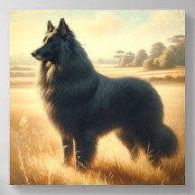 Chien de berger belge