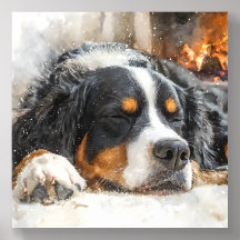 Chien de montagne bernois