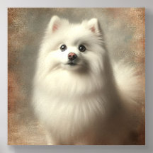 Chien esquimau américain