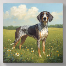 Coonhound à ticks bleus
